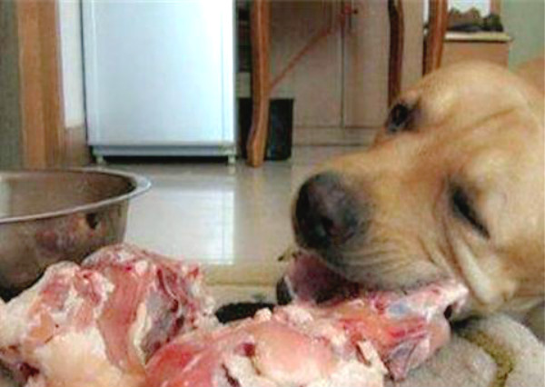 狗狗能吃哪些食物？以下几种东西吃不得，否则可能会闹出狗命！