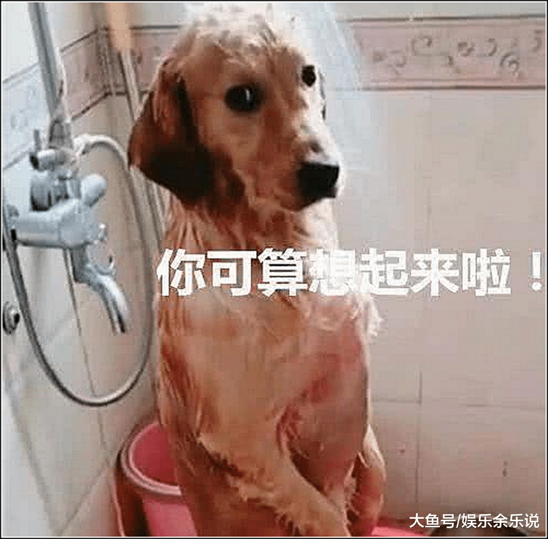 主人给金毛洗澡，洗到一半有急事出门，一个小时回来后看傻眼了