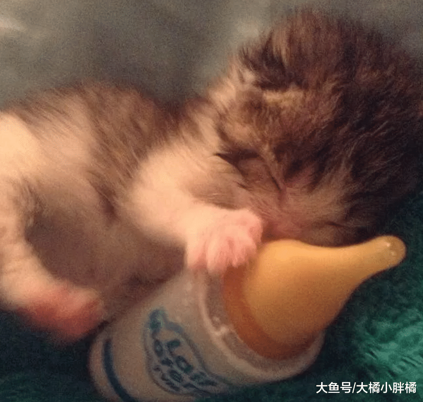 小猫躺在路上没了动静，女子本想埋了它，捏在手里后却有了新主意