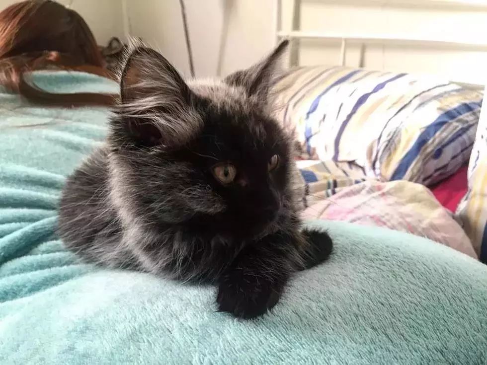 因为特殊的毛色才领养了它，谁知渐渐变的。。