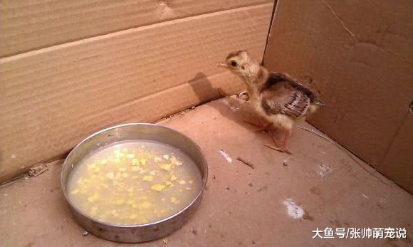 老汉野外捡到个蛋，带回去让母鸡抚养，生出来后把他给吓坏了！