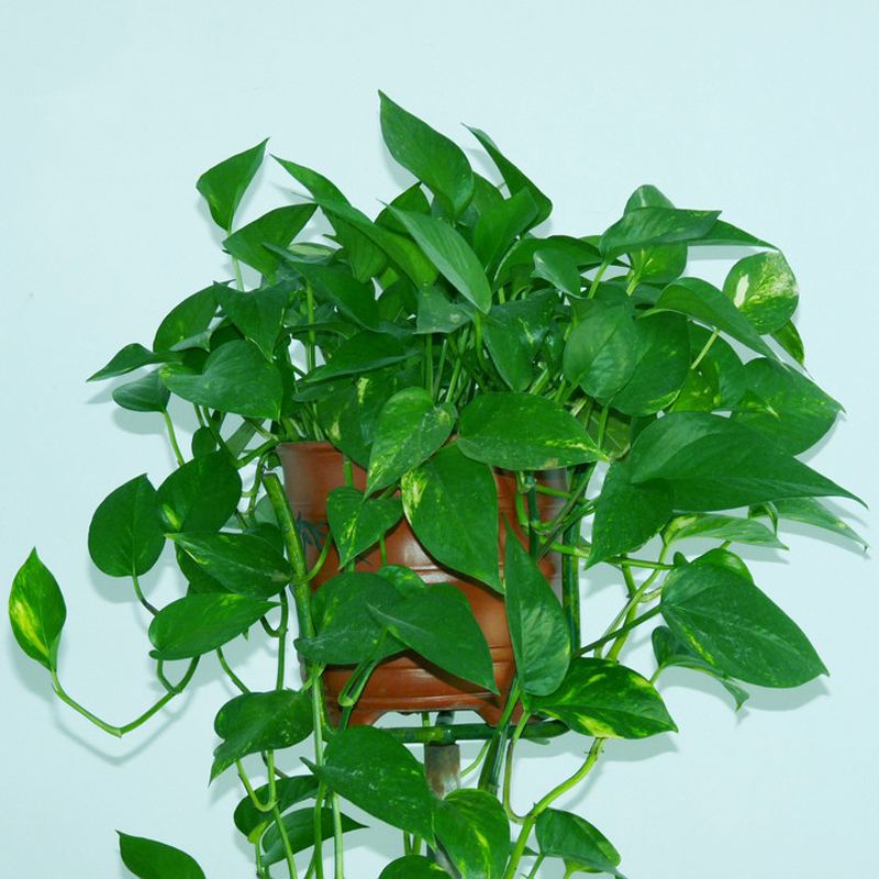 对于绿萝来说，它是靠光合作用从而补充能量与糖分，所以阳光是绿萝茁壮生长的必备条件