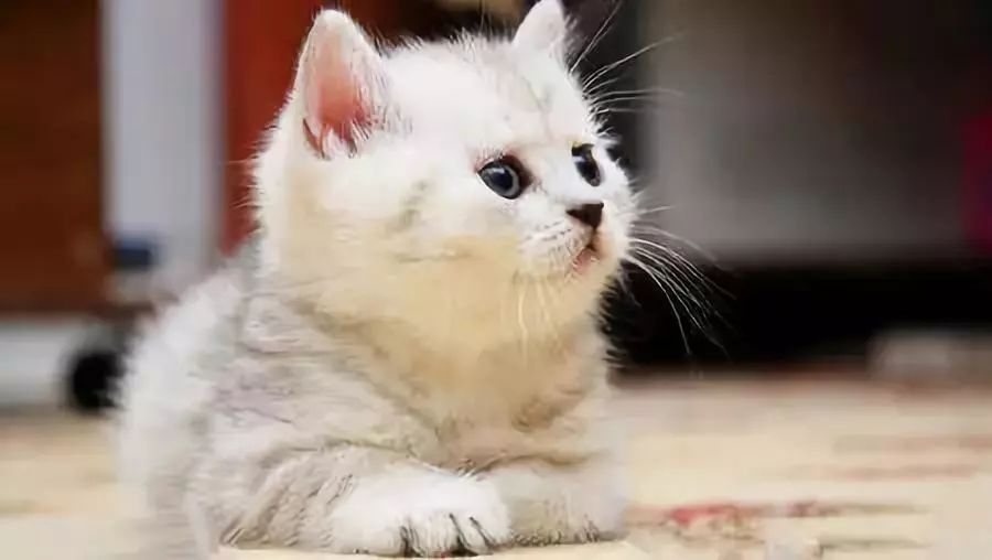 猫咪接种疫苗失败？可能是这些原因。