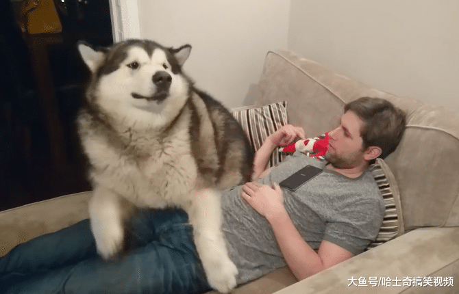 阿拉一百多斤了，还以为自己是小狗，想把主人压扁了吗？