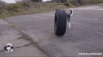 二哈爱拆家怎么办？网友想了个“馊主意”，比拉雪橇还累