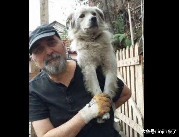 这一瞬简直不要感人！狗狗走失2个月后在相隔90km处奇迹重逢