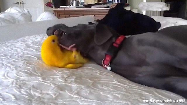 鹦鹉强行给狗狗剔牙，黑狗不乐意了，一头把鹦鹉给压在身下