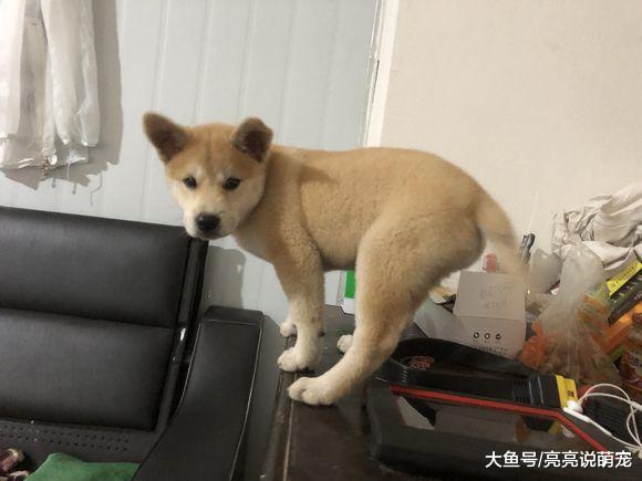 把小狗放在桌子上就能难住它？不，它宁肯被摔也不屈服