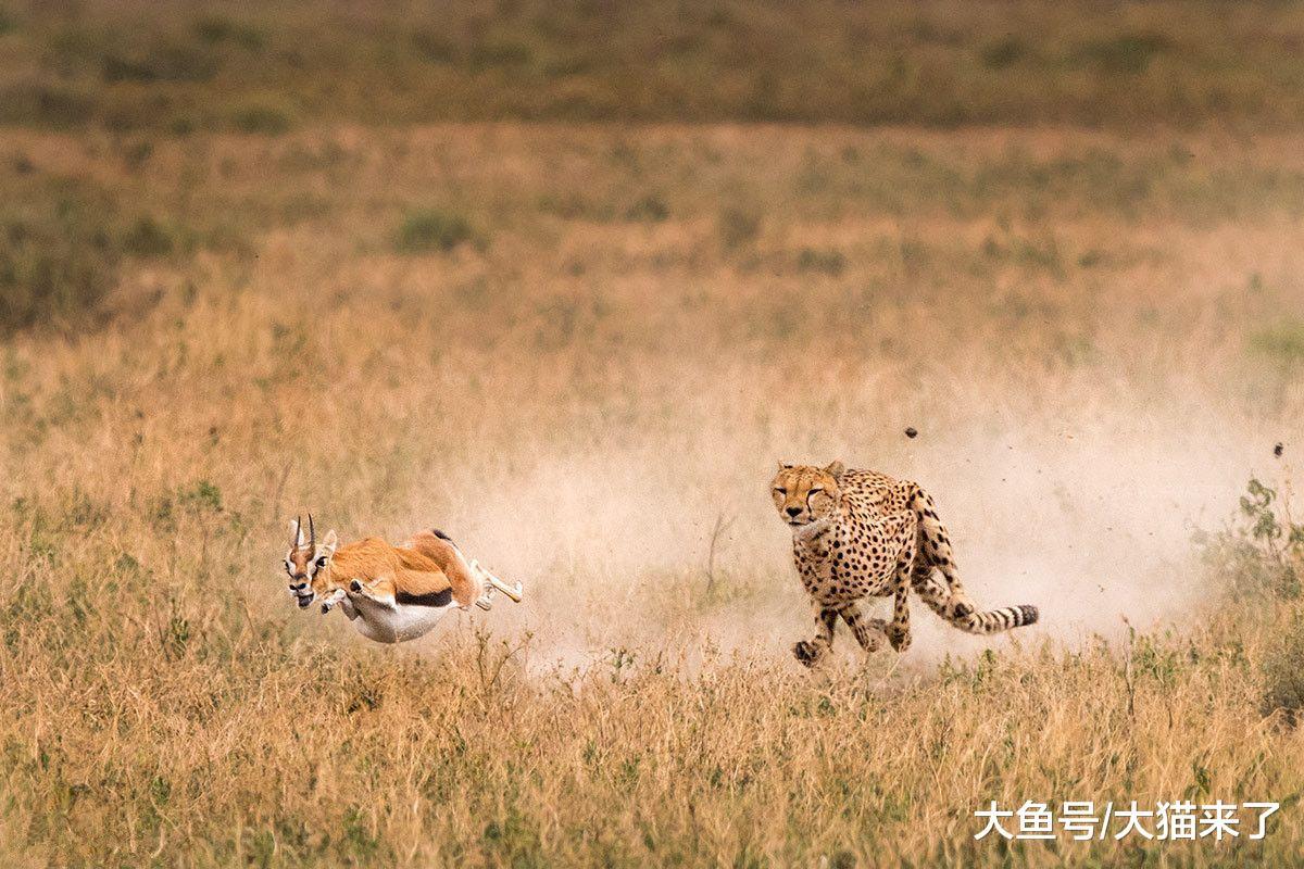看上去威风凛凛的王猎豹，却因一个原因比普通猎豹生存更艰难