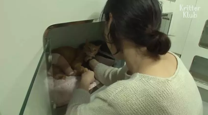 因为爱，这只橘猫爆瘦成一道闪电