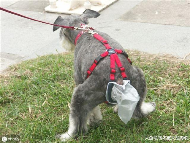 雪纳瑞拉稀大便不成形怎么办？