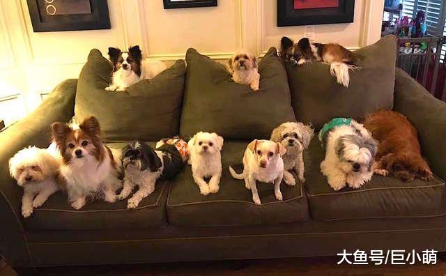 女子让11只狗乖乖合照，7只都不是自己的狗，怎么会这么听话？