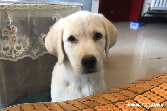 拉布拉多找了个“女朋友”，但网友不同意，还不让它们见面