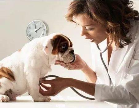 没事多观察宠物的尿，太有用了