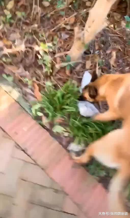街上偶遇一只流浪狗，叼起路边的垃圾就跑，跟上去一看引人深思