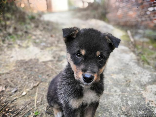 都快2020年了，还有主人用这些陋习养狗，是有多讨厌狗狗？