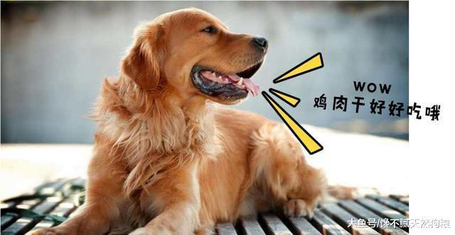 有哪些看似凶猛, 实际非常温柔的狗狗? 这5种总没错!