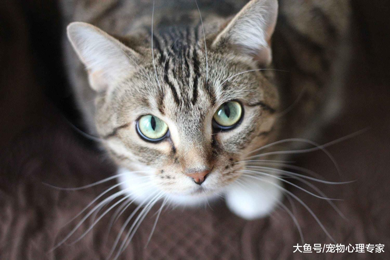為什么都說貓咪的胡須不能剪？盤點關于貓咪胡子的小秘密