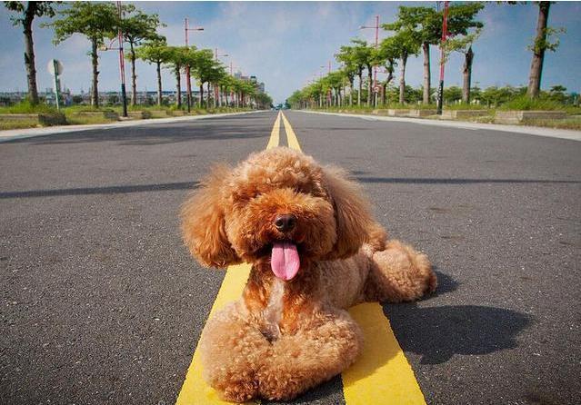 泰迪向你露肚皮是信任你？很多人理解错了，其中隐含这5个意思！