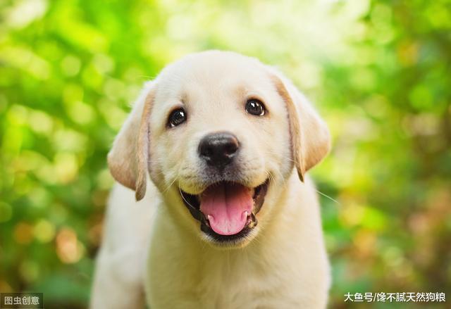 最新研究表明：养狗狗的人更幸福，坏情绪全没了