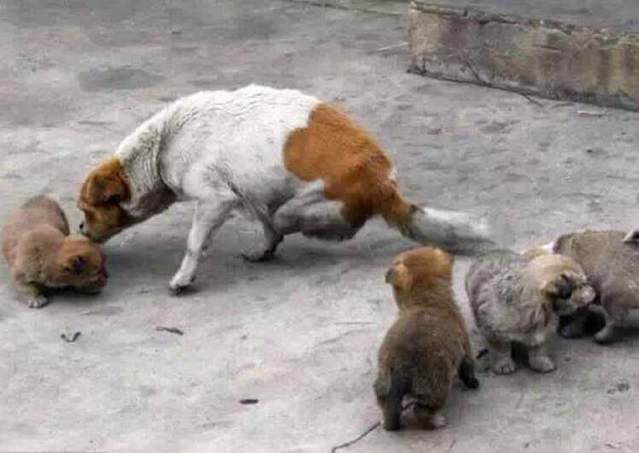 流浪狗垃圾中找到食物，只含在嘴里不吃，好奇跟过去一看热泪盈眶