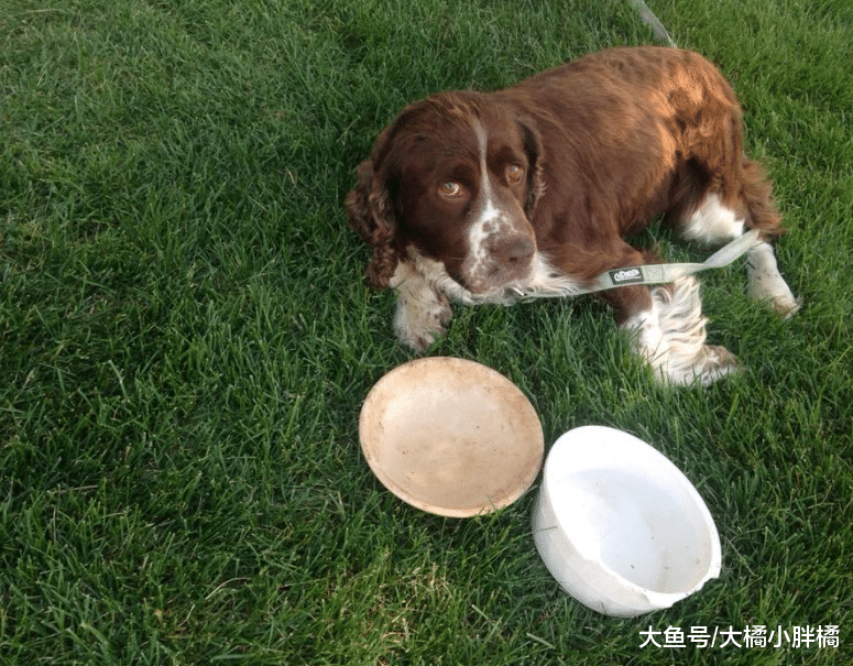 受伤狗狗被困山中，女子扛着它艰难下山，父亲从旁鼓励，有爱之家