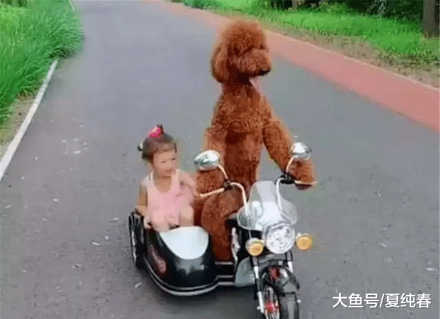 主人给孩子买了车，孩子没学会，泰迪却带着小主人去“兜风”