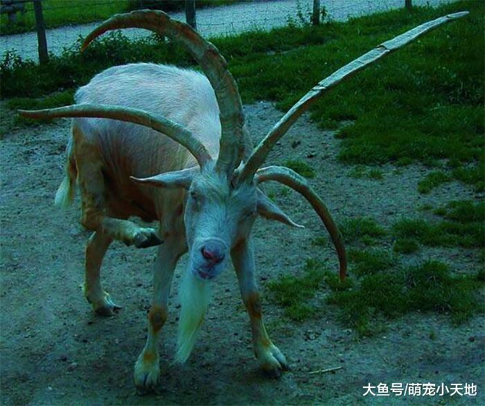 面露凶光！２４张具有威胁感的动物，可爱的你们去哪了？！