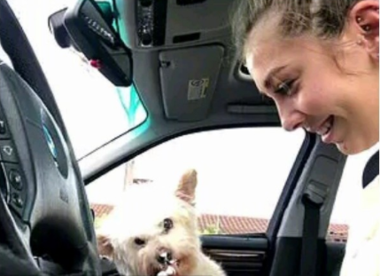 13年的陪伴, 我要送我家狗狗最后一程