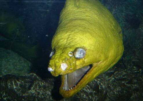 盘点几种池塘中会出现的稀有生物，专家：不能让它们活