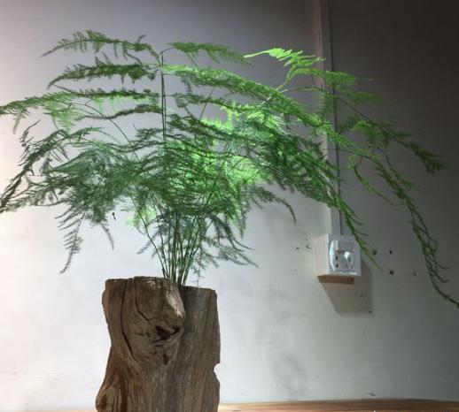 文竹换盆“注意事项”，做好不黄叶、不烂根，自然而然变“盆景”啦