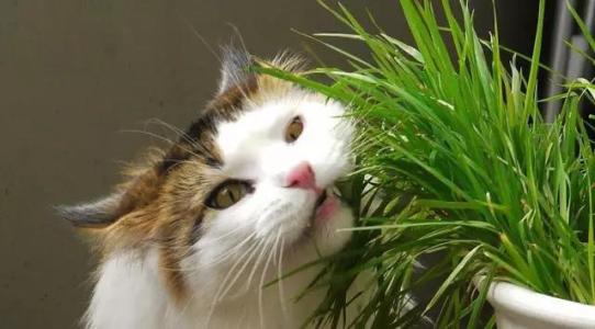 我家猫咪爱吃草，同样是植物，猫草和猫薄荷可大不同