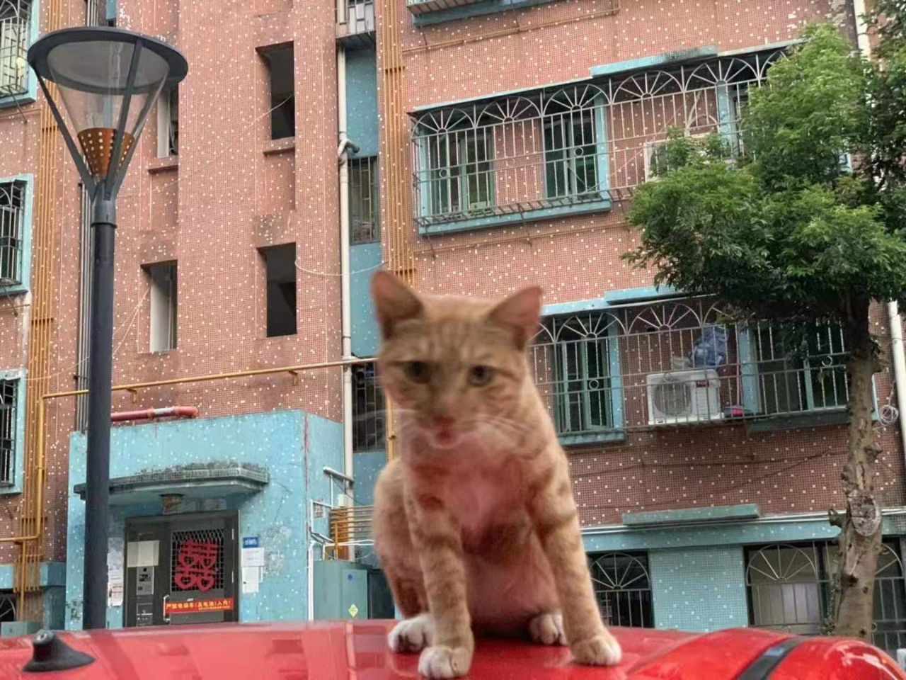 下班回家一只猫赖在车顶不走，猫离开后，才发现是它救了我