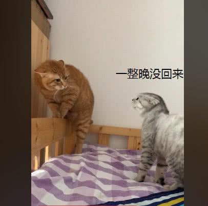 橘猫彻夜未归, 被媳妇发现后逼到角落质问, 主人: 你自求多福吧