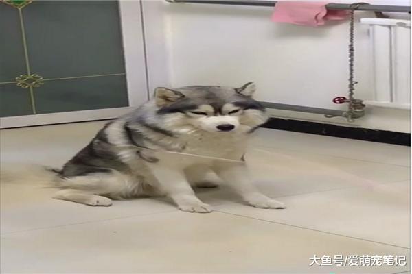 主人跳皮筋缺人手, 把哈士奇叫来当柱子, 网友: 史上最悲催的二哈