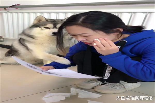 哈士奇走丢后, 主人以泪洗面发愁过年吃啥, 求旁边二哈的内心阴影