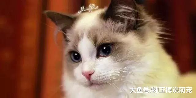 2019年世界上最贵的猫排行榜，都是人民币的香味