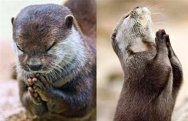 鏟屎官給水獺喂食貝殼，小水獺不舍吃掉，偷偷藏主人靴子里腌制！