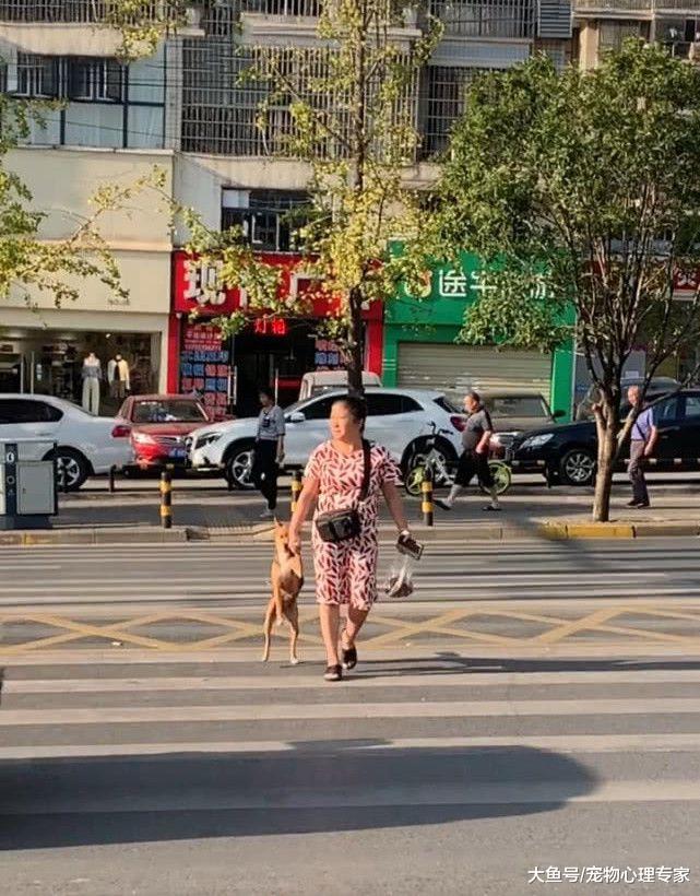 老远看到大妈拎着狗过马路，以为是虐待，走近后默默竖起大拇指