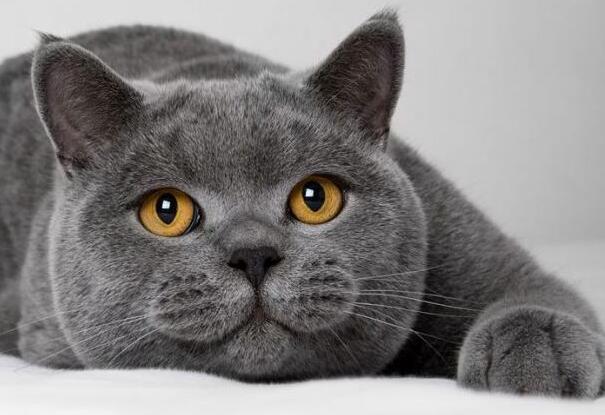 关于英国短毛猫你了解多少，它的这些缺点你有发现吗？