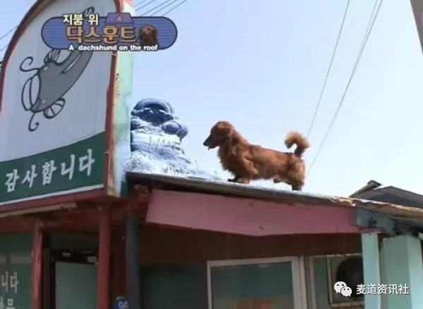 狗狗每天都在屋顶上等待主人回家，主人离开时狂追汽车