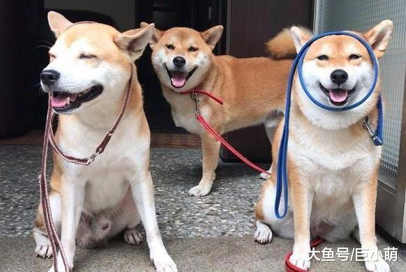 三脚柴犬微笑着举起断肢，用握手换取奖励，隔壁却出现乱入的爪子