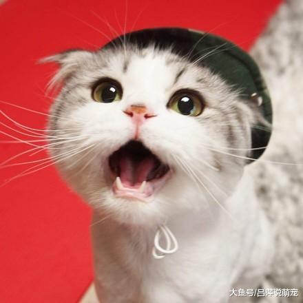 猫咪刚做完绝育手术，主人担心它想不开，回家推开门瞬间笑喷