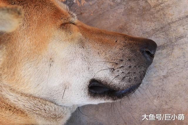 猫咪的胡子用来测量距离，那么狗狗的胡子呢？它们到底有什么用呢