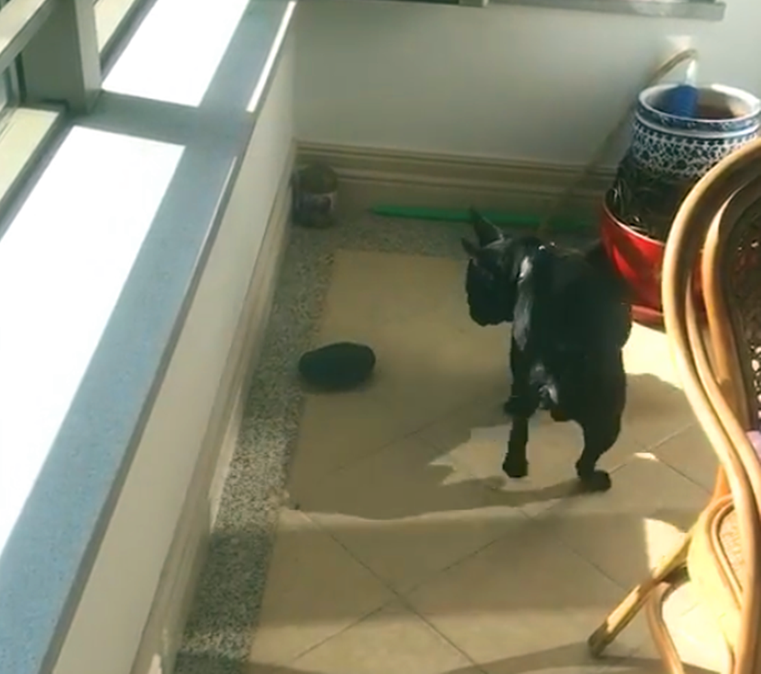 主人带着狗去买狗粮, 狗叼着狗粮撒丫子就跑, 狗: 叼狗粮我在行…