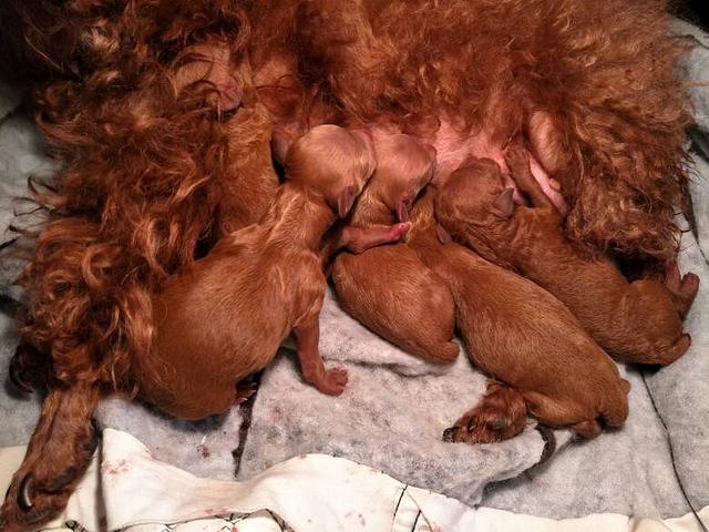 母狗的产后护理，除了预防3种疾病，还要注意这些