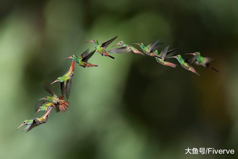 掌握这五条摄影技巧，助你轻松“打鸟”！