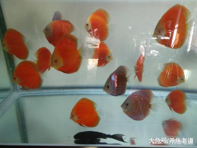 小鱼缸饲养小金鱼只增氧无过滤, 为什么鱼儿会死呢?