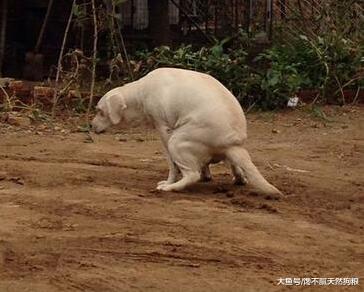 小编告诉你: 一只健康的狗狗, 一天需要拉几次便便!