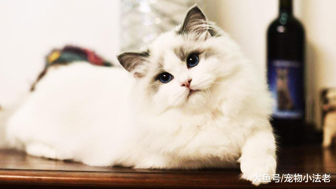 解读“喵星人”的8种奇怪举动，让你真正了解猫咪的奇妙世界！